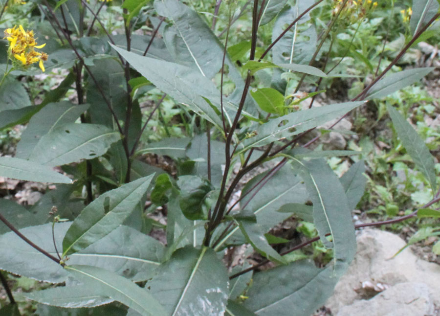 Senecio ovatus